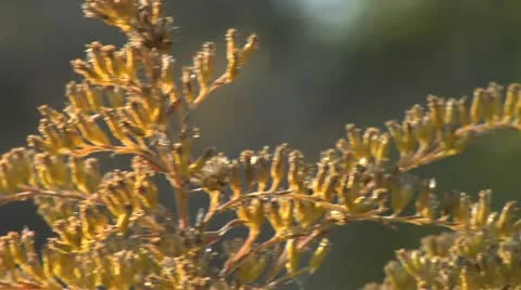 Nature Hike 017 Stock Footage 12487579