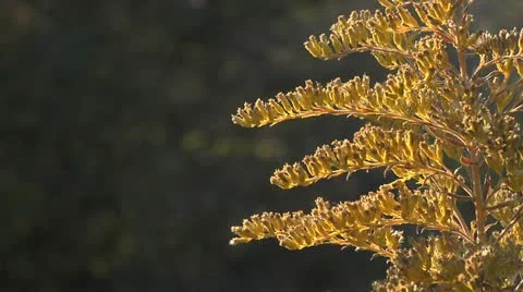 Nature Hike 018 Stock Footage 12488117