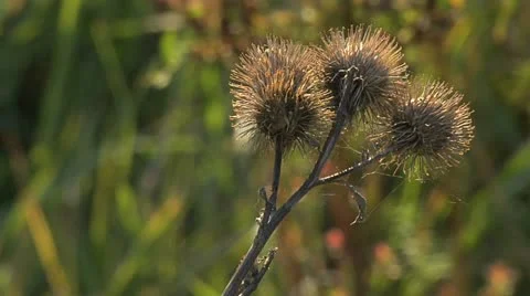 Nature Hike 019 Stock Footage 12488114