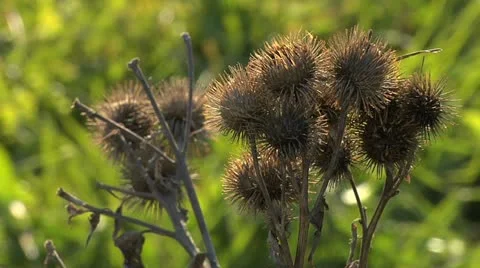 Nature Hike 020 Stock Footage 12489017