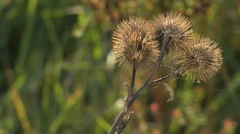 Nature Hike 021 Stock Footage 12489010