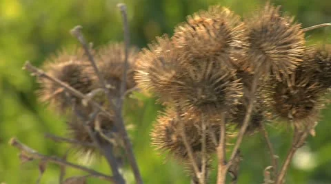 Nature Hike 022 Stock Footage 12489702