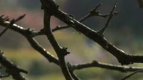 Nature Hike - Branches 002 Stock Footage 12451747