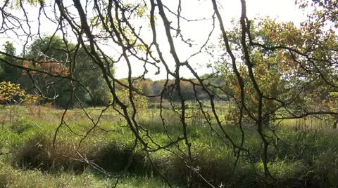 Nature Hike - Branches 003 Stock Footage 12451888