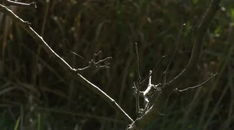 Nature Hike - Branches 004 Stock Footage 12454020