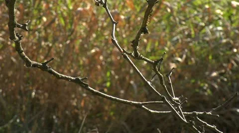 Nature Hike - Branches 005 Stock Footage 12454225