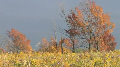 Nature Hike- Field - Dark Sky- red trees 006 Stock Footage 12492400