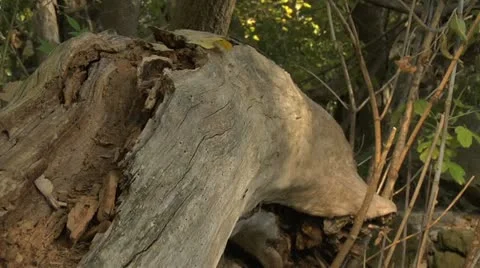 Nature Hike - Log Stock Footage 12454030