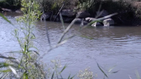 Nature is his beauty Stock Footage 113320004