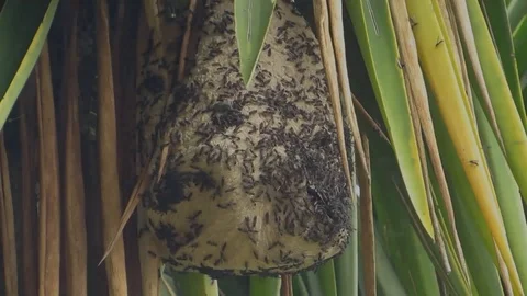 Nature hive wasps insect Stock Footage 93440458