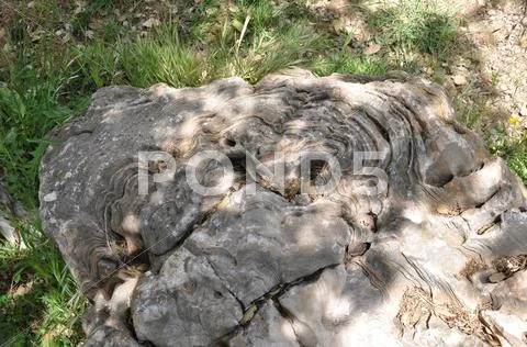 Nature of Holy land Stock Photos