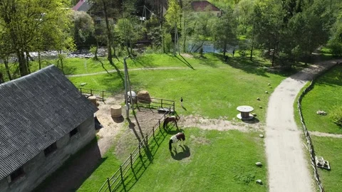 Nature with horses Stock Footage 245492213