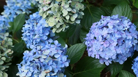 Nature Hortensia Hydrangea-04 Video stock 34272004