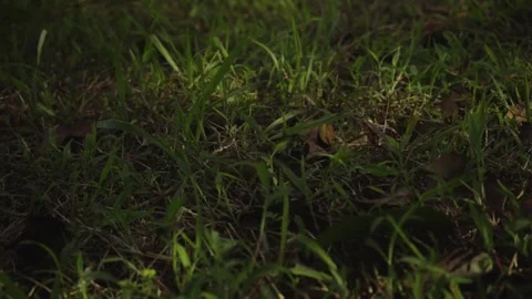 Nature with human a together as one Stock Footage 138145908