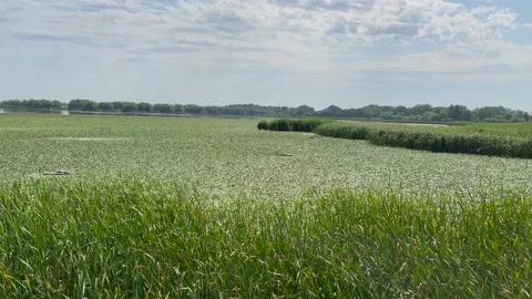 Nature in hungary 스톡 동영상 218617176