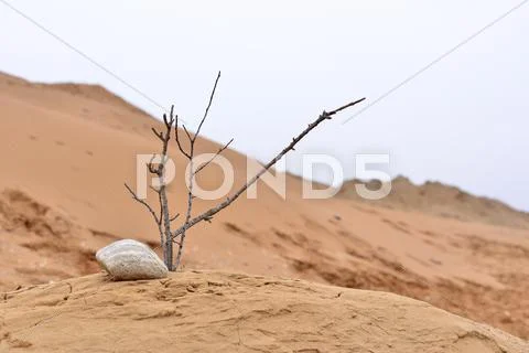 Nature ikebana Stock Photos