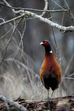 Nature image of a common pheasant (Phasianus colchicus) in muted November o.. Stock Photos