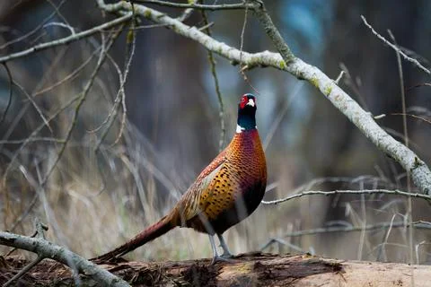 Nature image of a common pheasant (Phasianus colchicus) in muted November o.. Stock Photos