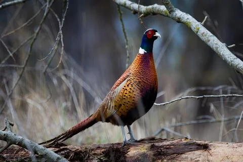 Nature image of a common pheasant (Phasianus colchicus) in muted November o.. Stock Photos