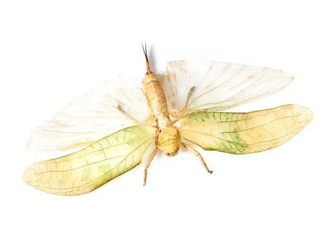 Nature, insect and bug with moth in studio for environment, fauna and ecosystem Stock Photos