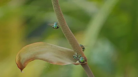 Nature insect bees garden Stock Footage 93440468