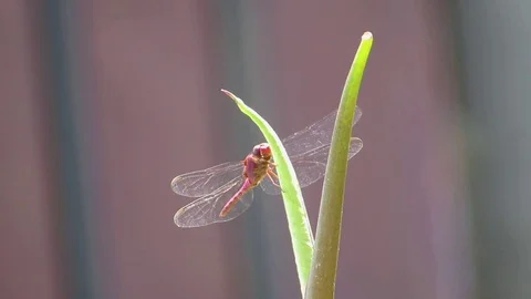Nature insect dragonfly Stock Footage 93440473