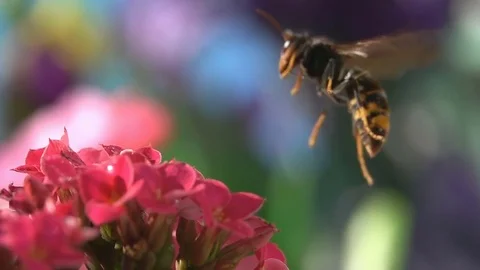 Nature insect flower Stock Footage 81041970