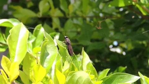 Nature insect garden Stock Footage 93440478