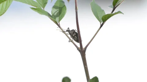 Nature. insect with natural compass  Stock Footage 37570505