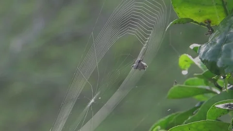 Nature insect spider weaving Stock Footage 93440481