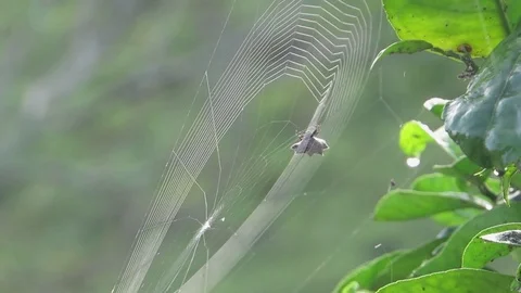 Nature insect spider web Stock Footage 93440484