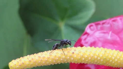 Nature insect wasp Stock Footage 93440490