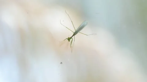 Nature. insect  on a window pane Stock Footage 21779128