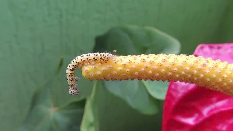 Nature insect worm macro Stock Footage 93440492