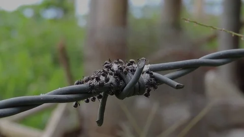 Nature insects ants Stock Footage 93440498