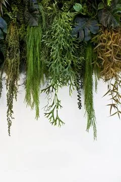 The nature inside a house Stock Photos