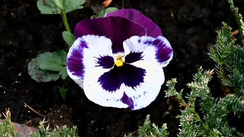 NATURE IO (323) Video stock 127265926