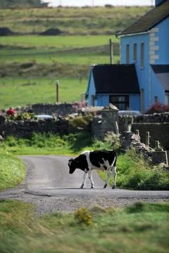 Nature from Irland Stock Photos