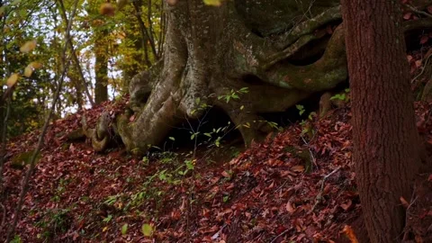 Nature at its best Stock Footage 143616993