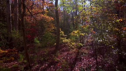 Nature at its best Stock Footage 143616995
