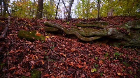 Nature at its best Stock Footage 143617002