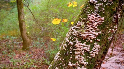 Nature at its best Stock Footage 143617018