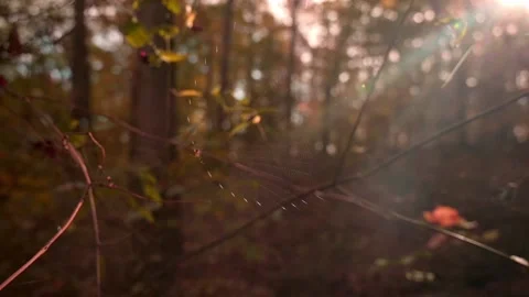 Nature at its best Stock Footage 143617085
