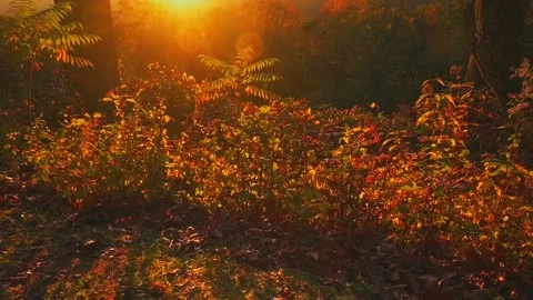 Nature at its best Stock Footage 143617126