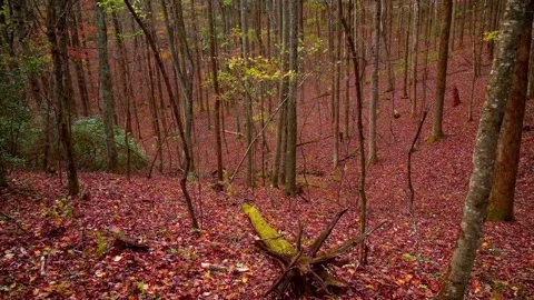 Nature at its best Stock Footage 143617133