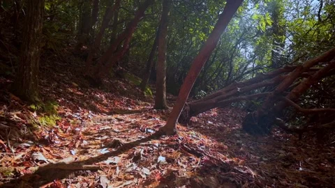 Nature at its best Stock Footage 143617147