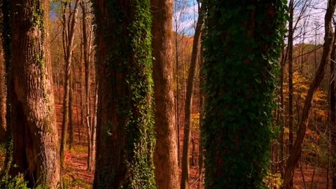 Nature at its best Stock Footage 143617203