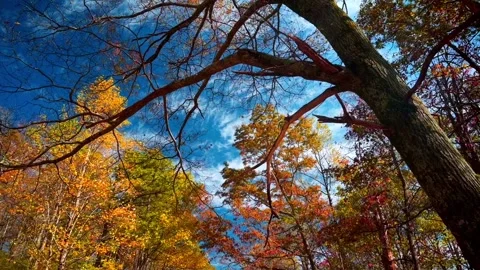 Nature at its best Stock Footage 143617217