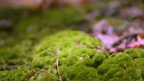 Nature at its best Stock Footage 143617241
