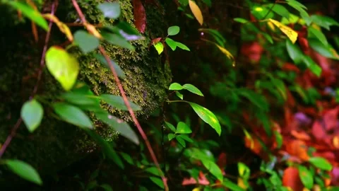 Nature at its best Stock Footage 143621545